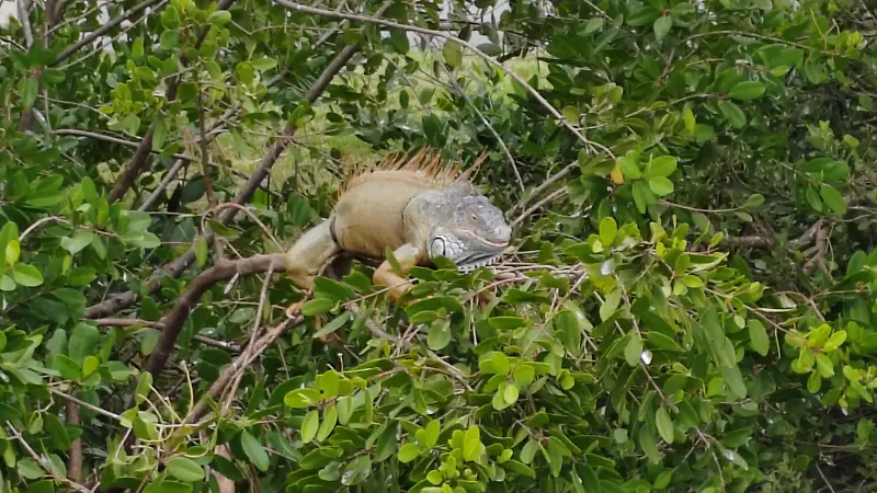 Iguanas vulnerables al frío: Operativo permanente en Tampico